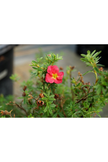Potentilla fruticosa Bellissima®